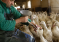 Brasil proíbe produção e venda de foie gras obtido por alimentação forçada de aves