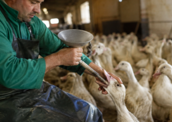 Brasil proíbe produção e venda de foie gras obtido por alimentação forçada de aves