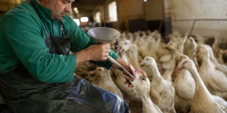 Brasil proíbe produção e venda de foie gras obtido por alimentação forçada de aves