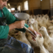 Brasil proíbe produção e venda de foie gras obtido por alimentação forçada de aves