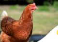 Com quantos meses a galinha começa a botar ovos? Entenda quando inicia a postura