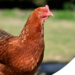 Com quantos meses a galinha começa a botar ovos? Entenda quando inicia a postura