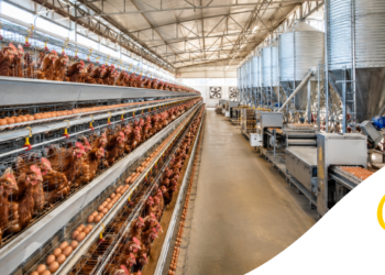 Como Planejar uma Granja de Produção de Ovos? Guia completo do Zero ao Funcionamento