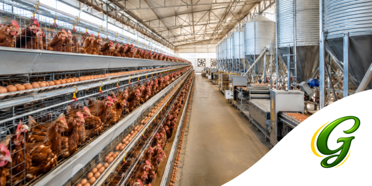 Como Planejar uma Granja de Produção de Ovos? Guia completo do Zero ao Funcionamento