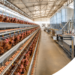 Como Planejar uma Granja de Produção de Ovos? Guia completo do Zero ao Funcionamento