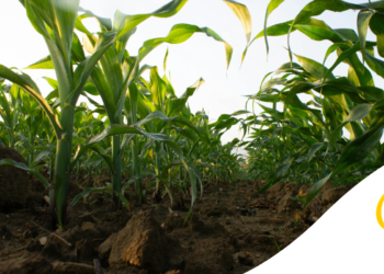 Como escolher a área para Plantar Milho: Guia completo para Garantir alta Produtividade