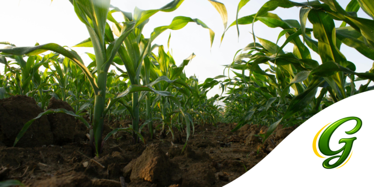 Como escolher a área para Plantar Milho: Guia completo para Garantir alta Produtividade