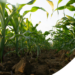 Como escolher a área para Plantar Milho: Guia completo para Garantir alta Produtividade