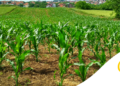 Como escolher a janela de plantio: guia completo para aumentar a produtividade e reduzir riscos