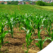 Como escolher a janela de plantio: guia completo para aumentar a produtividade e reduzir riscos