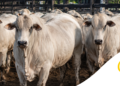 Entenda por que a União Europeia restringiu a carne produzida com determinados antimicrobianos