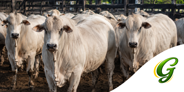 Entenda por que a União Europeia restringiu a carne produzida com determinados antimicrobianos