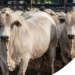 Entenda por que a União Europeia restringiu a carne produzida com determinados antimicrobianos