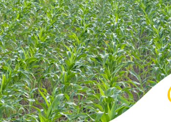 Plantio de Primeira Safra: Guia completo para Planejar, Plantar e Produzir Milho com alta Produtividade