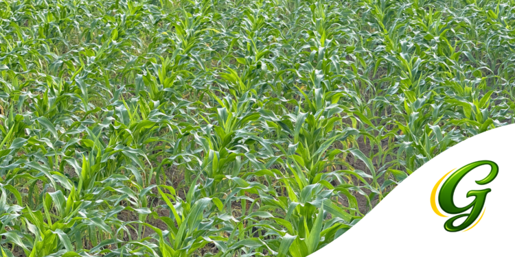 Plantio de Primeira Safra: Guia completo para Planejar, Plantar e Produzir Milho com alta Produtividade