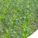 Plantio de Primeira Safra: Guia completo para Planejar, Plantar e Produzir Milho com alta Produtividade