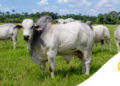 Pressão da União Europeia leva governo a discutir veto aos antimicrobianos na produção animal