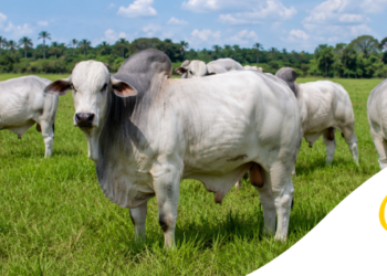 Pressão da União Europeia leva governo a discutir veto aos antimicrobianos na produção animal