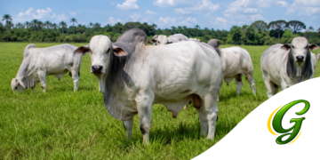 Pressão da União Europeia leva governo a discutir veto aos antimicrobianos na produção animal