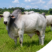 Pressão da União Europeia leva governo a discutir veto aos antimicrobianos na produção animal
