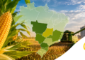 Principais regiões produtoras de milho do Brasil: Conheça os maiores polos da produção nacional