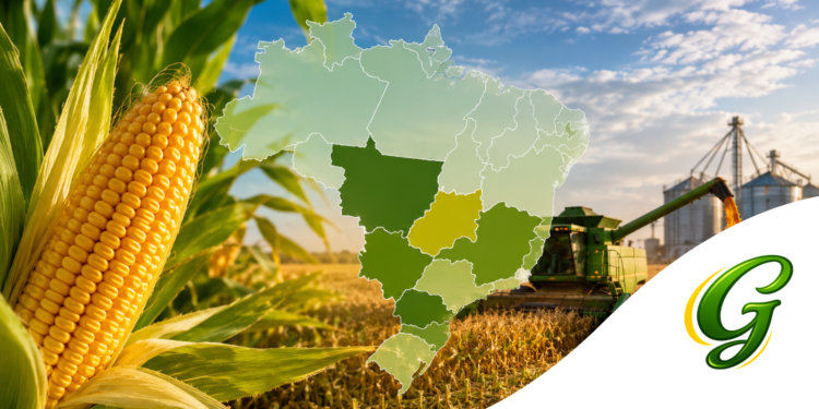 Principais regiões produtoras de milho do Brasil: Conheça os maiores polos da produção nacional